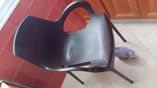 Conjunto 8 Sillas y 2 Mesas Mahou