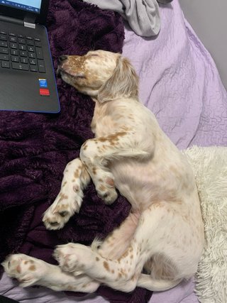 Cuidadora de mascotas en Alcoy| Paseos y visitas