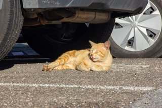 Cuidadora de mascotas en Alcoy| Paseos y visitas