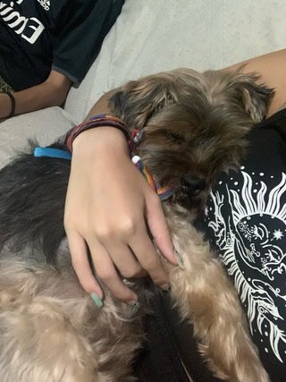 Cuidadora de mascotas en Alcoy| Paseos y visitas