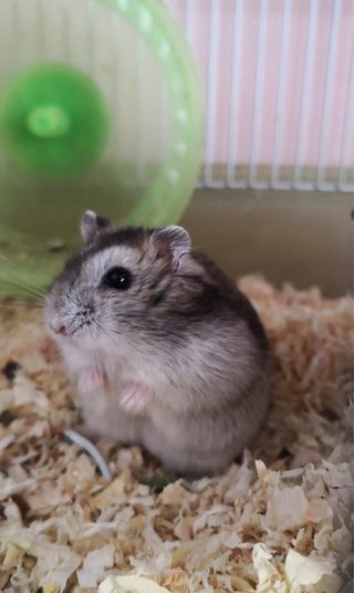 Cuidadora de mascotas en Alcoy| Paseos y visitas