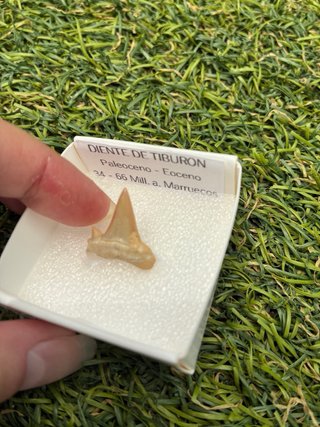 Diente de Tiburón Fosil Paleoceno Eoceno