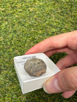 Fósil Erizo de Mar Cretácico