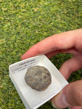 Fósil Erizo de Mar Cretácico