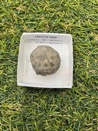 Fósil Erizo de Mar Cretácico