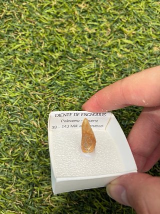 Diente Fosil Enchodus Paleoceno Eoceno