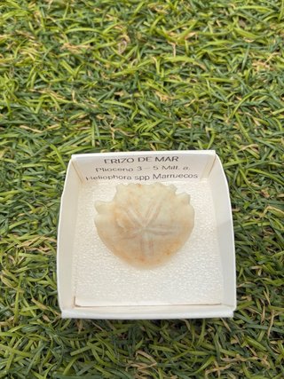 Fosil Erizo de Mar Plioceno