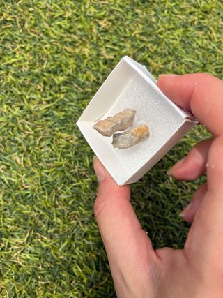 Fósil de Coral Paleozoico