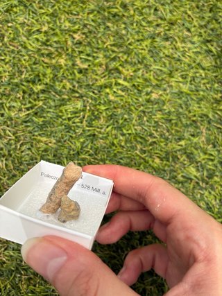 Fósil de Coral Paleozoico