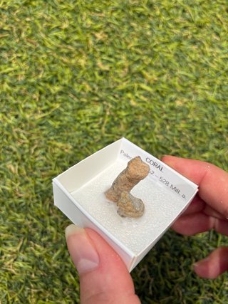 Fósil de Coral Paleozoico