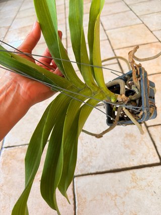 Rhy gigantea peach