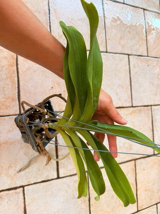Rhy gigantea peach