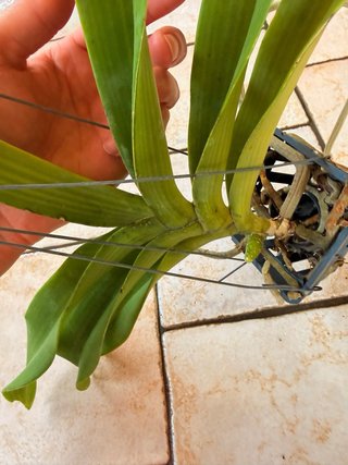 Rhy gigantea peach