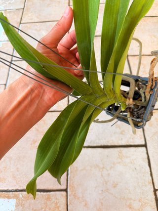 Rhy gigantea peach