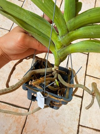 Rhy gigantea peach