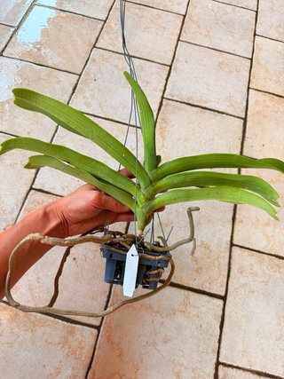 Rhy gigantea peach