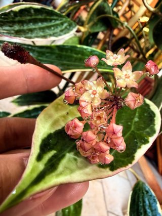Hoya Latifolia Albomarginata