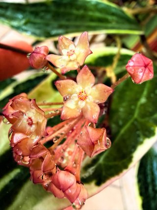 Hoya Latifolia Albomarginata