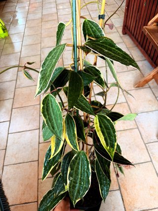 Hoya Latifolia Albomarginata