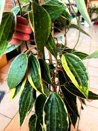 Hoya Latifolia Albomarginata