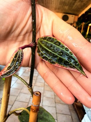 Hoya Latifolia Albomarginata