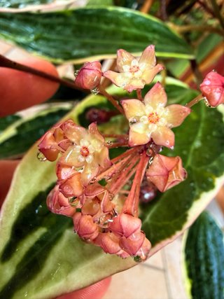 Hoya Latifolia Albomarginata
