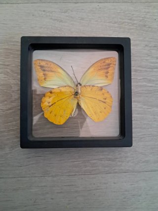 Mariposa de Indonesia enmarcada