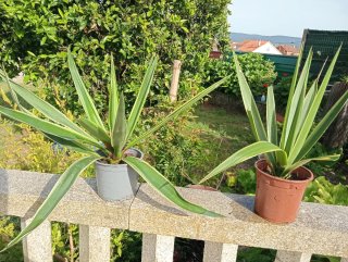 Planta Yuca Limón