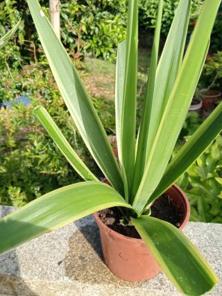 Planta Yuca Limón