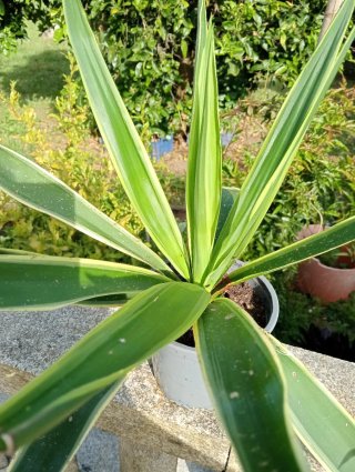 Planta Yuca Limón