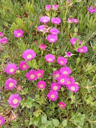 3 talee di Carpobrotus edulis (Unghia di strega)