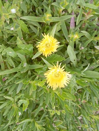 3 talee di Carpobrotus edulis (Unghia di strega)