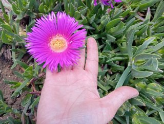 3 talee di Carpobrotus edulis (Unghia di strega)