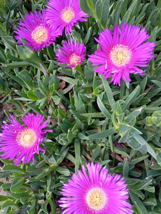 3 talee di Carpobrotus edulis (Unghia di strega)