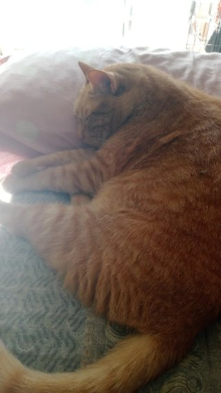 Busco empleo para cuidar de tu mascota