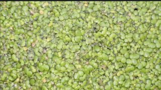 Lentejas de Agua