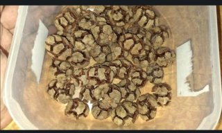 Piñas de Ciprés