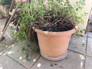 Captus colgante decorativa con maceta de barro