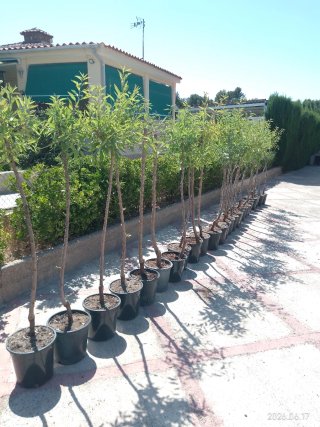 Almendros en maceta