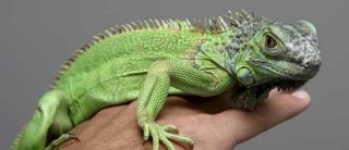 Cuido Reptiles