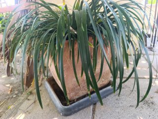 Planta con maceta de barro