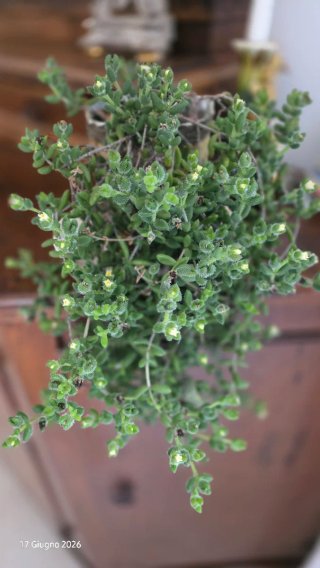 Delosperma echinatum - Pianta Cetriolo