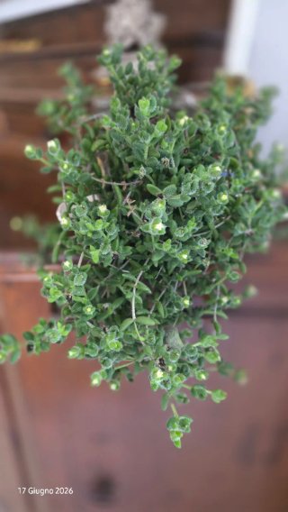 Delosperma echinatum - Pianta Cetriolo