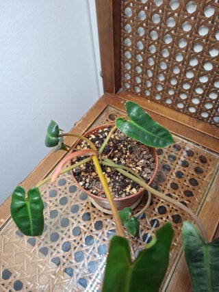 Philodendron billietiae