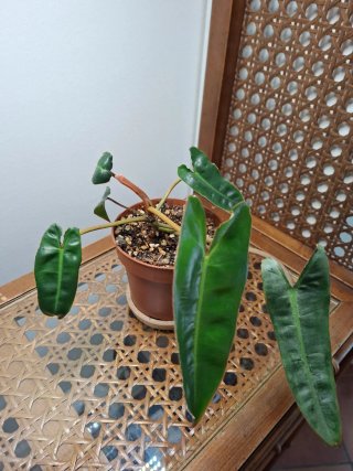Philodendron billietiae