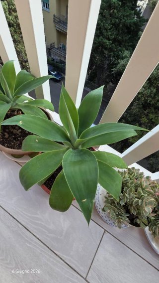 Agave attenuata pianta adulta