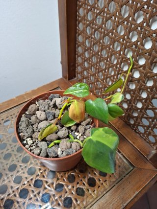 Philodendron Brasil Pianta