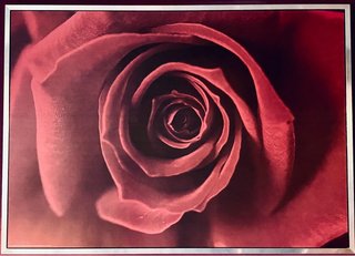 Cuadro Rosa 140x70 cm