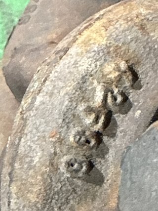 Turbo Renault 1.9 DCI Laguna Clio