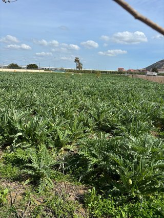 Reserva estaca Alcachofa Blanca Tudela